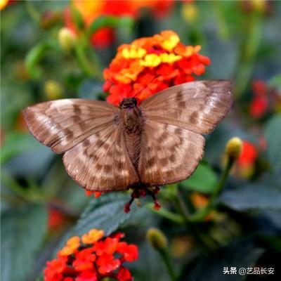 欧姆龙VHV5-F演示：自定义运行界...